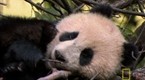 National Geographic Animals: Elusive Giant Panda