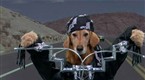 Late Night with Conan O'Brien: Chinese Dog Bucket List (8/7/08)