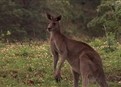 Joey picture
