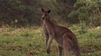 Joey