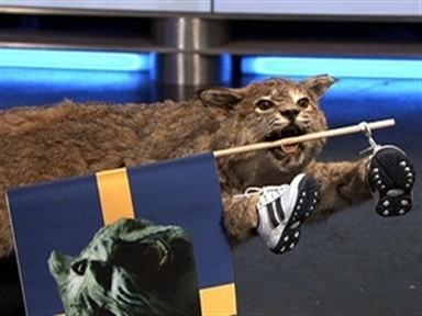 Taxidermy Olympics