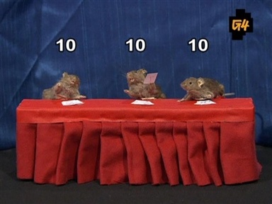 Taxidermy Olympics: Gymnastics