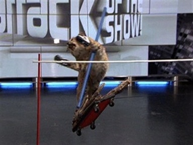 Taxidermy Olympics: Pole Vault