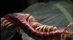 National Geographic Animals: South American Centipede