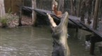 Wildboyz: Jumping Crocodile