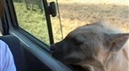 Hyena Football