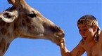 Kissing a Giraffe