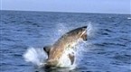 Great White Shark