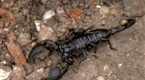 Wildboyz: Scorpion Sting