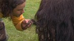 Licking Locks