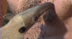 Adam the Anteater
