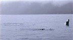 Swimming with Killer Whales.