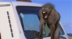 Wildboyz: Baboon Weiner