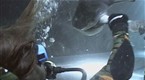 Feeding Sharks