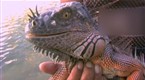 Wildboyz: Catching Iguanas