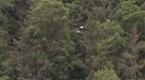 Wildboyz: Bald Eagle