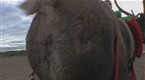 Wildboyz: Reindeer Fart