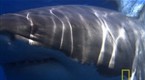 National Geographic Animals: Survival Guide: Shark Attack