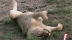 Wild On: South African Safari