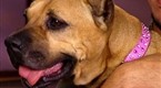 TV Guide Specials: National Geographic: DogTown