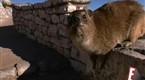Wild On: View from the Top