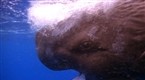 National Geographic Animals: Sperm Whale Diving