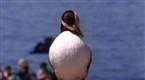 National Geographic Animals: Nesting Puffin