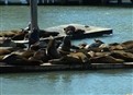 Seal Sightings picture