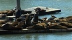 Tori &amp; Dean: Seal Sightings