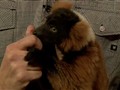 Late Night with Jimmy Fallon - Jeff Musial’s Animals&sbquo;  Part 1: Dec 16&sbquo; 2009