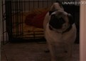 Danny – The Pugs picture