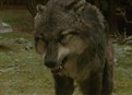 Twilight Werewolves picture