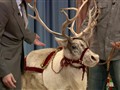 Late Night with Jimmy Fallon - Jeff Musial’s Animals&sbquo;  Part 2: Dec 16&sbquo; 2009