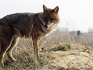 ORF Universum Documentaries | Season 1 Episode 31 | Jackals - Out of Africa