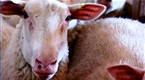Cooking Up A Story: Sheep Cheese: Ancient Heritage Dairy