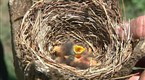 National Geographic Explorer Love Birds