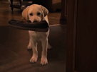Marley and Me: The Puppy Years