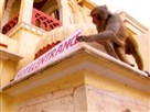 Rebel Monkeys | Season 1 Episode 10 | Trading Places