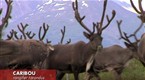Wildboyz: Rudolph