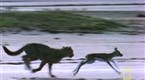 National Geographic Animals: Fast and Furious: Cheetah Cub vs. Gazelle