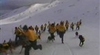 Wild On: For the Dogs