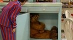 ALF: Shake, Rattle and Roll (season 3, episode 24)