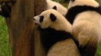 National Geographic Animals: Quake Pandas Hanging On