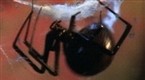 National Geographic Animals: Black Widow Sex