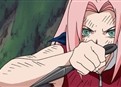 Sakura Blossoms! picture