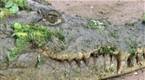 Destination Truth: Ninki Nanka / Kikiyaon (season 2, episode 13)