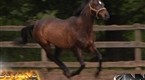 Onion News Network: Breeders’ Cup Challenge To Feature First Openly Gay Racehorse