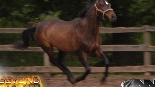 Breeders’ Cup Challenge To Feature First Openly Gay Racehorse