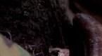 National Geographic Animals: Two-Headed Snake
