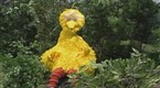Big Bird Wants to Whistle